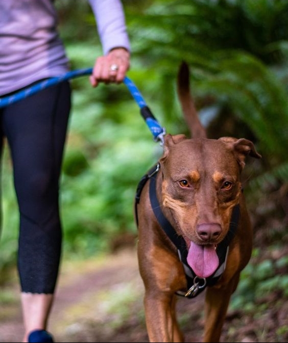 Dogs training