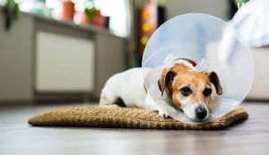 Preparing Dog For Anesthesia: Everything Owners Should Know