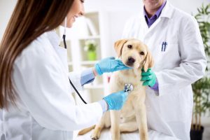 Preparing Dog For Anesthesia: Everything Owners Should Know