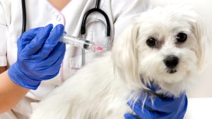 Preparing Dog For Anesthesia: Everything Owners Should Know