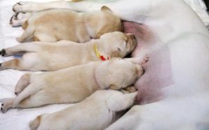 Puppies Care In 4 Best Ways