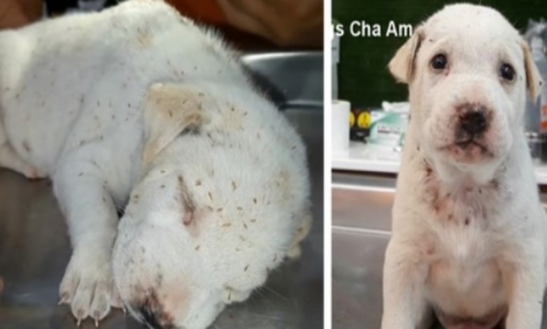 Stray Puppy Found Covered By Flea And Suffers From Rotting Worm On His ...