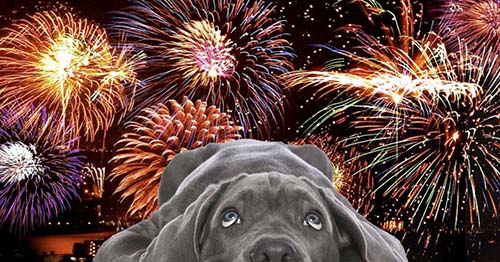 Dogs are afraid of firecrackers