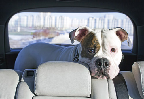 Dogs are afraid of car