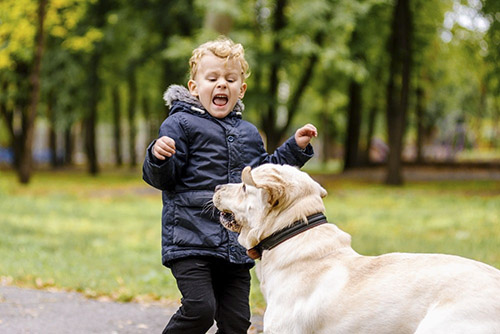 Dogs are afraid of children