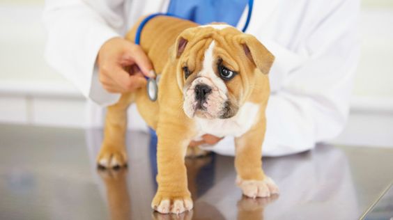 Diseases related to the esophagus of dogs