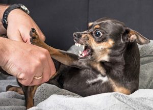 Top 5 Common Diseases in Dogs