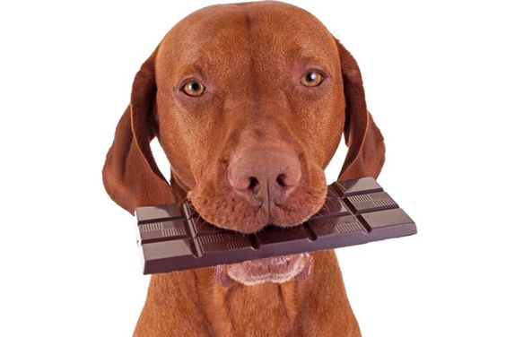 Feeding your dog chocolate means you are harming your own pet