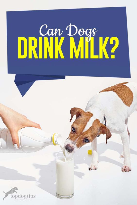 A reasonable milk diet will help your dog grow better