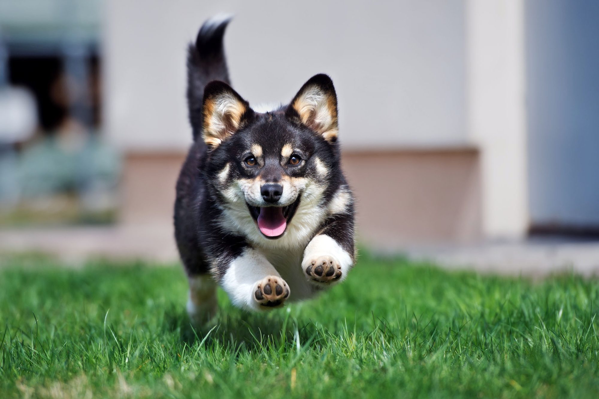 Dogs Body Language